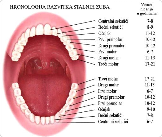 Hronologija nicanja stalnih zuba. Zubna ordinacija Queen